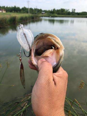 Bass  Spinner